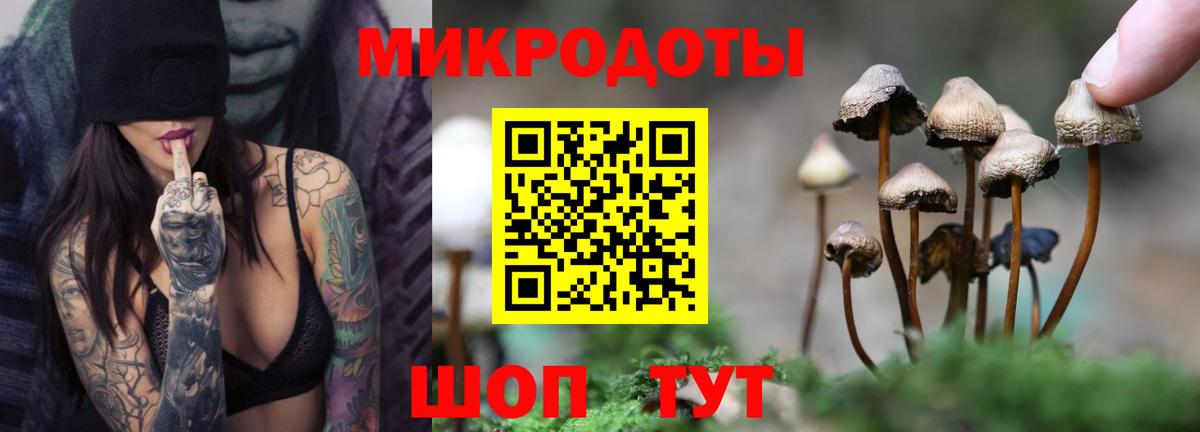 Псилоцибиновые грибы Psilocybe Сосновоборск